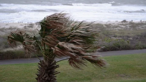Wind blowing palm tree in severe weather on Amelia Island in Florida Video stock 129268257