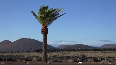 Wind Blowing Palm Tree in Volcanic Landscape Close Up 스톡 동영상 331750062