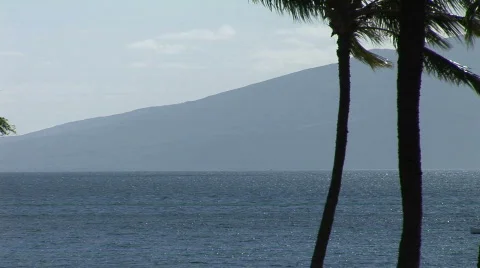Wind blowing palm trees by ocean 動画素材 341683