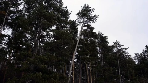 Wind blowing the pine trees Stock Footage 100184011
