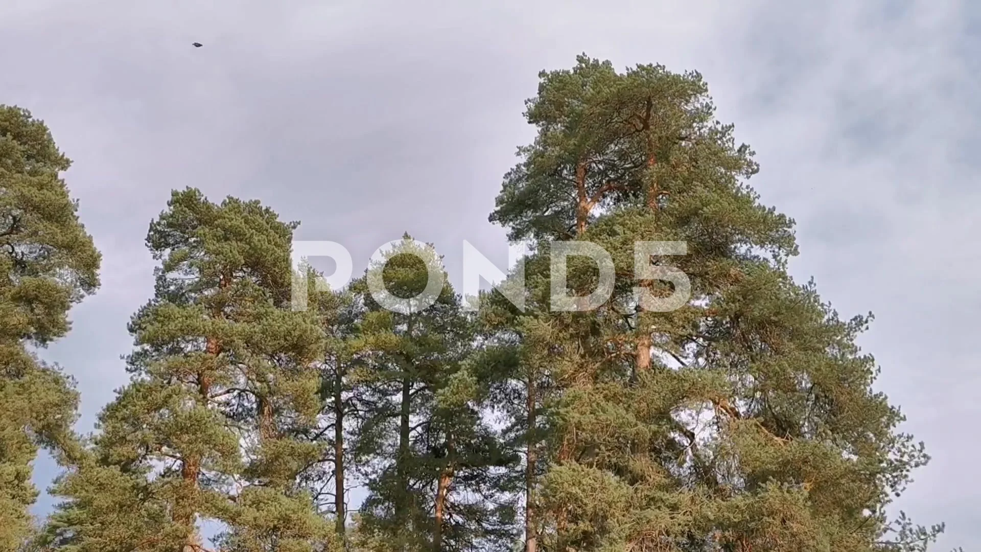wind blowing trees in forest