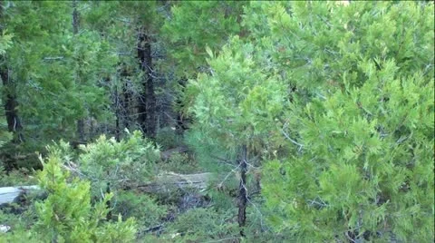 Wind Blowing Pine Tree's In Green Forest Stock Footage 12371526