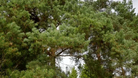 Wind blowing the pine trees at springtime Stock Footage 107508075