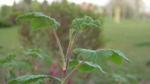 WIND BLOWING THE PLANT WITH BLUR BACKGROUND Stock-Footage 152344654