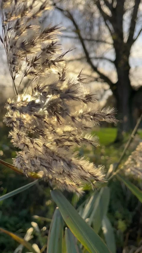 Wind blowing the plant with fluffy Video stock 270323089