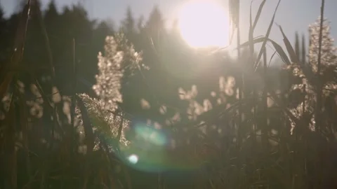 The wind blowing on the plants of a pond 動画素材 166058956