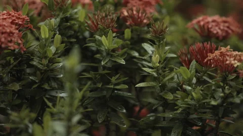 Wind blowing plants rack focus nature green, garden bush Vidéo 160020462