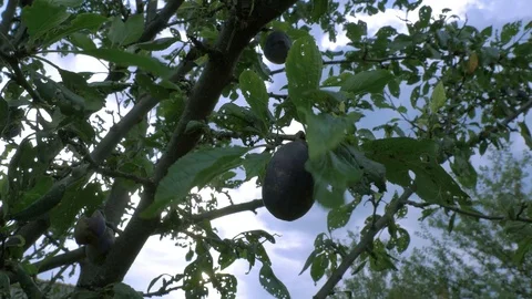 Wind blowing the plum fruit on sick tree Stock Footage 114982715
