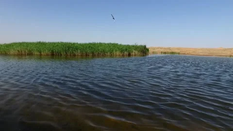 Wind blowing in the pond and green fields Stock Footage 137572751