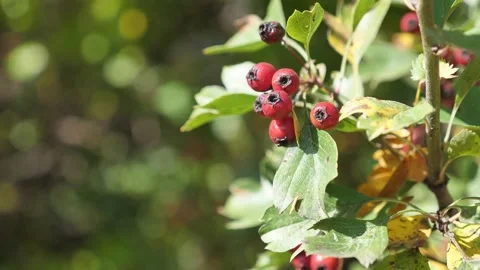 Wind blowing red berries in the forest Stock Footage 168909932