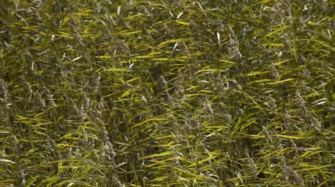 Wind blowing in the reed Vídeos de archivo 40789102