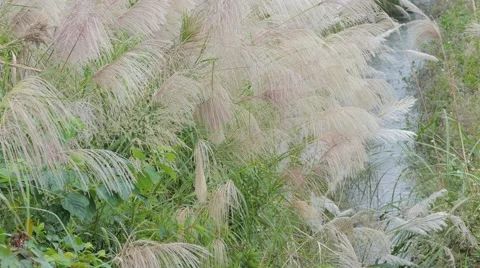 Wind blowing in the reed 스톡 동영상 44726809