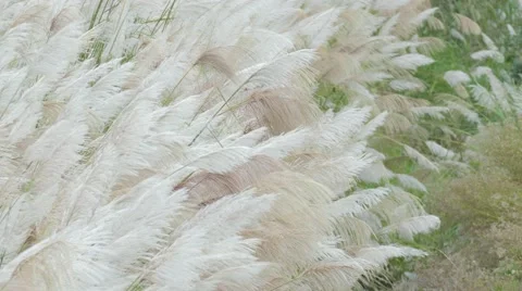 Wind blowing in the reed 스톡 동영상 44727020