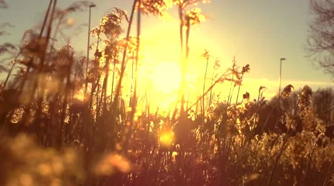 Wind blowing in the reed over sunset background. Beautiful nature scene Stock Footage 50048970
