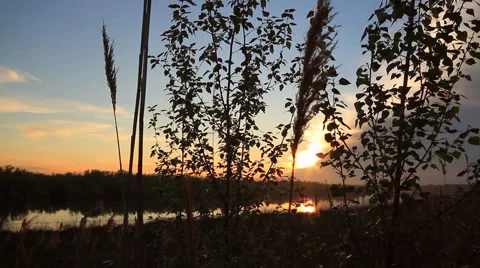 Wind Blowing in the Reed Silhouette, Beautiful Sunset Background Stock-Footage 40267306