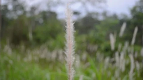 Wind blowing reeds flower background Stock Footage 288047698