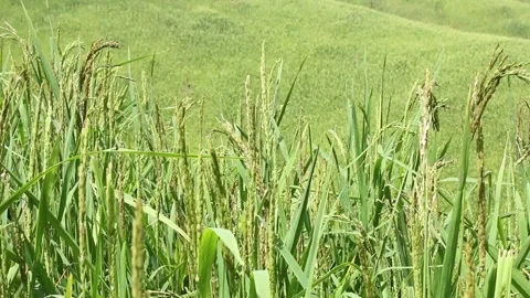Wind blowing rice  on mountain rural in laos farming khmu ethnic group Video Video stock 138341769