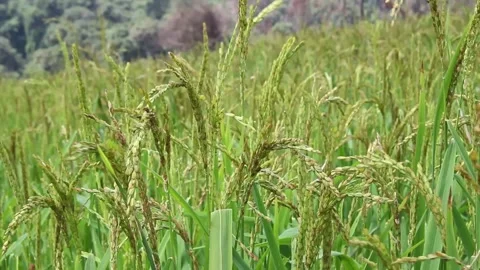 Wind blowing rice  on mountain rural in laos farming khmu ethnic group Video Stock Footage 138341812