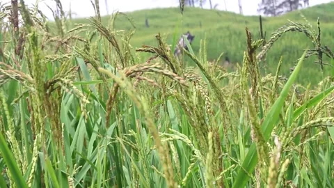 Wind blowing rice  on mountain rural in laos farming khmu ethnic group Video Stock Footage 138341971