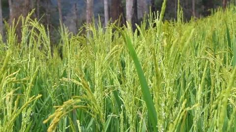 Wind blowing rice  on mountain rural in laos farming khmu ethnic group Video Stock Footage 138341977