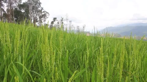 Wind blowing rice  on mountain rural in asia laos farming Stock Footage 138342012