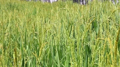 Wind blowing rice  on mountain rural in laos farming khmu ethnic group Video Stock Footage 138342023