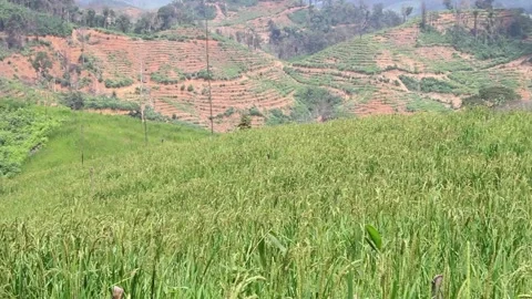 Wind blowing rice  on mountain rural in laos farming khmu ethnic group Video Stock Footage 138342111