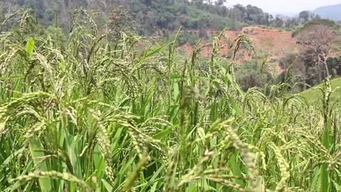 Wind blowing rice  on mountain rural in laos farming khmu ethnic group Video Stock Footage 138342154