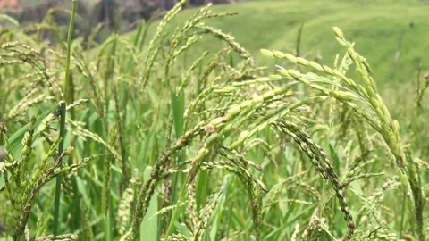 Wind blowing rice  on mountain rural in laos farming khmu ethnic group Video Video stock 138342159