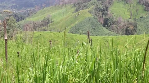 Wind blowing rice  on mountain rural in laos farming khmu ethnic group Video Stock Footage 138342202