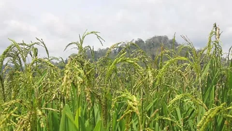 Wind blowing rice  on mountain rural in laos farming khmu ethnic group Video Stock Footage 138342644