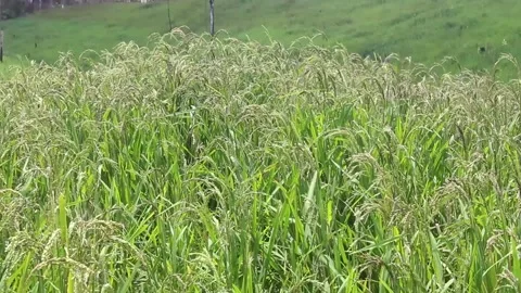 Wind blowing rice  on mountain rural in laos farming khmu ethnic group Video Stock Footage 138342692