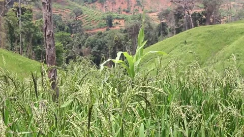 Wind blowing rice  on mountain rural in laos farming khmu ethnic group Video Stock Footage 138342778