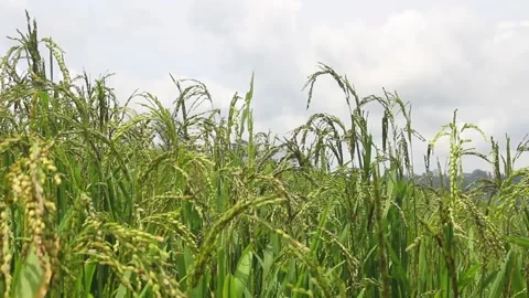 Wind blowing rice  on mountain rural in laos farming khmu ethnic group Video Stock Footage 138342796