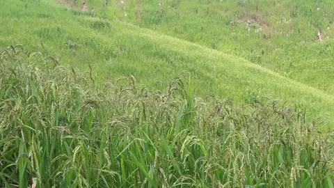 Wind blowing rice  on mountain rural in laos farming khmu ethnic group Video Stock Footage 138344622