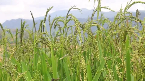 Wind blowing rice  on mountain rural in laos farming khmu ethnic group Video Stock Footage 138344687