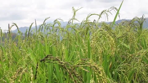 Wind blowing rice  on mountain rural in laos farming khmu ethnic group Video Stock Footage 138344840