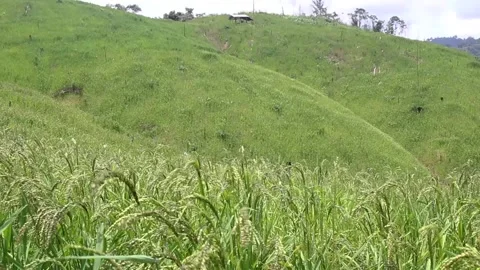 Wind blowing rice  on mountain rural in laos farming khmu ethnic group Video Stock Footage 138344981