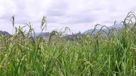 Wind blowing rice  on mountain rural in laos farming khmu ethnic group Video Stock Footage 138345011