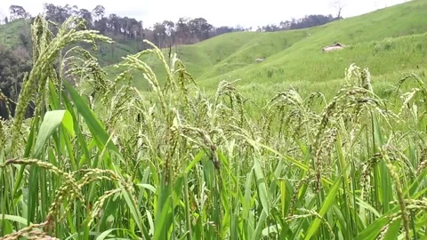 Wind blowing rice  on mountain rural in laos farming khmu ethnic group Video Stock Footage 138345204