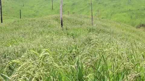 Wind blowing rice  on mountain rural in laos farming khmu ethnic group Video Stock Footage 138345205