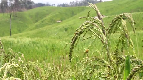 Wind blowing rice  on mountain rural in laos farming khmu ethnic group Video Stock Footage 138345298