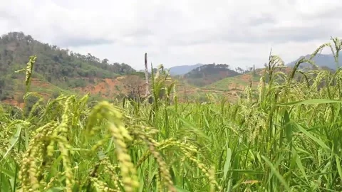 Wind blowing rice  on mountain rural in laos farming khmu ethnic group Video Stock Footage 138345313