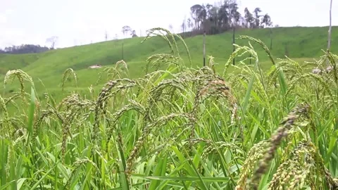 Wind blowing rice  on mountain rural in laos farming khmu ethnic group Video Stock Footage 138345456