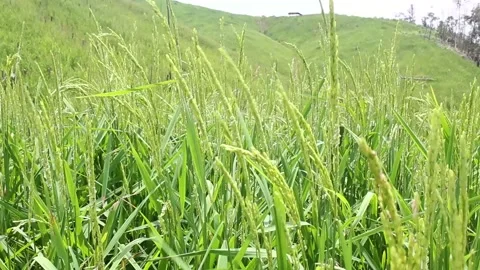 Wind blowing rice  on mountain rural in laos farming khmu ethnic group Video Stock Footage 138345552