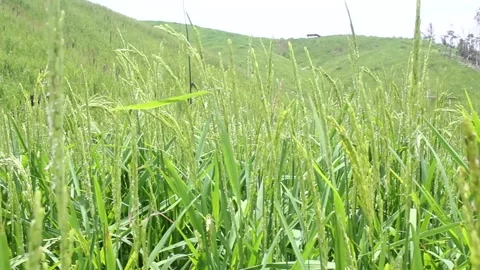 Wind blowing rice  on mountain rural in laos farming khmu ethnic group Video Stock Footage 138345616
