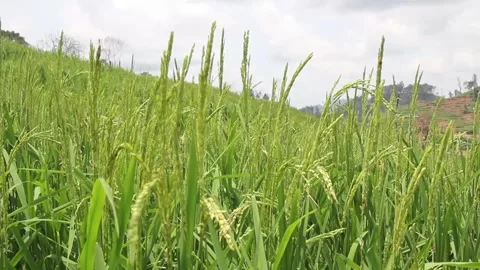 Wind blowing rice  on mountain rural in laos farming khmu ethnic group Video Stock Footage 138345648