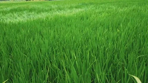 Wind blowing rice plants Stock Footage 234637415