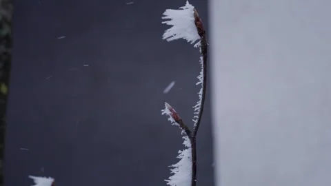 Wind Blowing Rime Ice Crystals Off Frozen Branch Macro Close Up Stock Footage 327457410