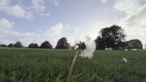 Wind blowing seeds off fluffy white dandelion Vídeos de archivo 335541260